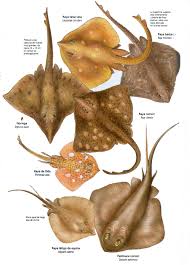 Image result for Raja straeleni