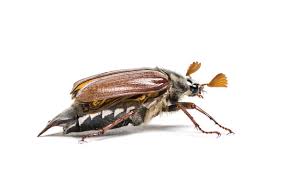 Attēlu rezultāti vaicājumam “Amphimallon solstitiale imago”