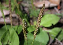 Attēlu rezultāti vaicājumam “Plantago major”