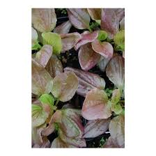 Attēlu rezultāti vaicājumam “Plantago uniflora leaf”