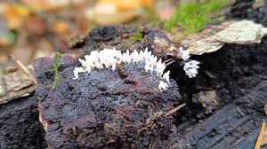 Attēlu rezultāti vaicājumam “Arcyria, Heterotrichia sp.”