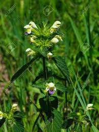 Attēlu rezultāti vaicājumam “Galeopsis speciosa”