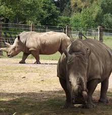 Image result for Rhyl Rhinos