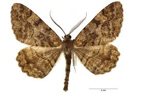 Attēlu rezultāti vaicājumam “Alcis repandata”