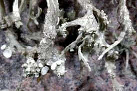 Attēlu rezultāti vaicājumam “Ramalina pollinaria”