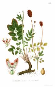 Image result for Sanguisorba officinalis