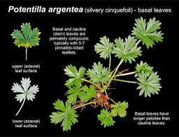 Attēlu rezultāti vaicājumam “Potentilla argentea bud”
