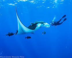 Image result for Manta Divers Sub-Aqua Club