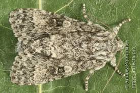 Attēlu rezultāti vaicājumam “Acronicta megacephala larva”