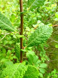 Attēlu rezultāti vaicājumam “Salix aurita flower”