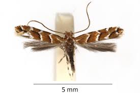 Attēlu rezultāti vaicājumam “Cameraria ohridella”