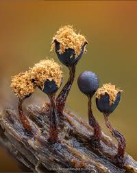 Attēlu rezultāti vaicājumam “Physarum psittacinum spores”