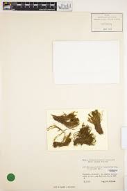 Attēlu rezultāti vaicājumam “Dicranodontium denudatum”