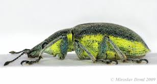 Attēlu rezultāti vaicājumam “Chlorophanus viridis”