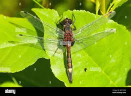 Attēlu rezultāti vaicājumam “Leucorrhinia pectoralis”