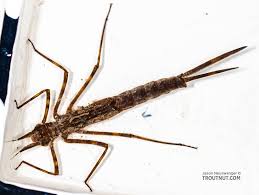 Attēlu rezultāti vaicājumam “Calopterygidae”