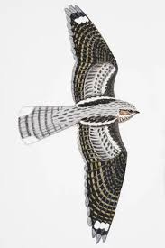 Attēlu rezultāti vaicājumam “Caprimulgus europaeus adult”