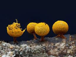 Attēlu rezultāti vaicājumam “Physarum murinum macro”