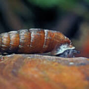 Attēlu rezultāti vaicājumam “Clausiliidae”