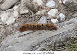 Attēlu rezultāti vaicājumam “Lasiocampa quercus imago”