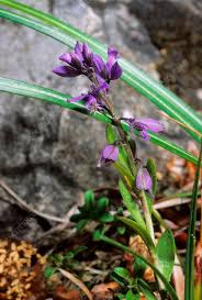 Attēlu rezultāti vaicājumam “Polygala vulgaris”