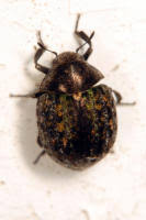 Attēlu rezultāti vaicājumam “Cytilus sericeus”