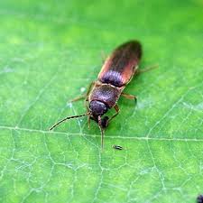 Attēlu rezultāti vaicājumam “Elateridae”