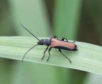 Attēlu rezultāti vaicājumam “Anogcodes melanurus”