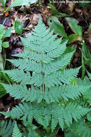 Attēlu rezultāti vaicājumam “Dryopteris expansa”