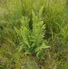 Attēlu rezultāti vaicājumam “Dryopteris cristata”