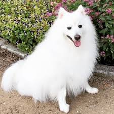 Image result for スピッツ