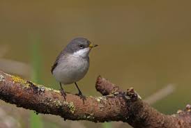 Attēlu rezultāti vaicājumam “Sylvia curruca adult”