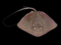 Image result for Hypanus americanus