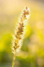 Attēlu rezultāti vaicājumam “Setaria glauca”