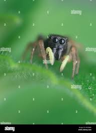 Attēlu rezultāti vaicājumam “Heliophanus sp.”