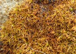 Attēlu rezultāti vaicājumam “Didymodon rigidulus sporophyte”