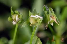 Attēlu rezultāti vaicājumam “Viola arvensis bud”