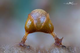 Attēlu rezultāti vaicājumam “Physarum psittacinum young”