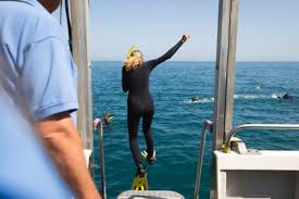 Image result for Wyndley Seals Snorkelling Club