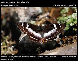 Attēlu rezultāti vaicājumam “Nymphalidae”