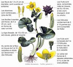 Attēlu rezultāti vaicājumam “Caltha palustris fruit”