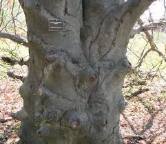 Attēlu rezultāti vaicājumam “Fagus sylvatica fo. laciniata”