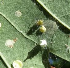 Attēlu rezultāti vaicājumam “Paidiscura pallens”