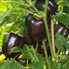 Afbeeldingsresultaat voor chocolate beauty sweet pepper