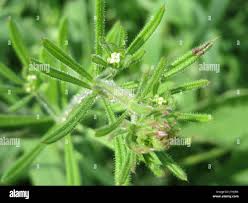 Attēlu rezultāti vaicājumam “Galium rivale fruit”