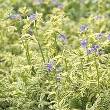 Attēlu rezultāti vaicājumam “Polemonium caeruleum flower”
