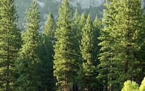 Image result for Colinton Bowling Club