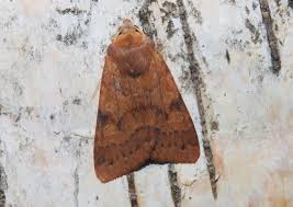 Attēlu rezultāti vaicājumam “Agrochola helvola”