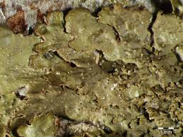 Attēlu rezultāti vaicājumam “Melanohalea exasperata”