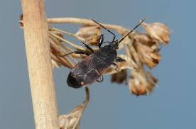 Attēlu rezultāti vaicājumam “Eremocoris plebejus”